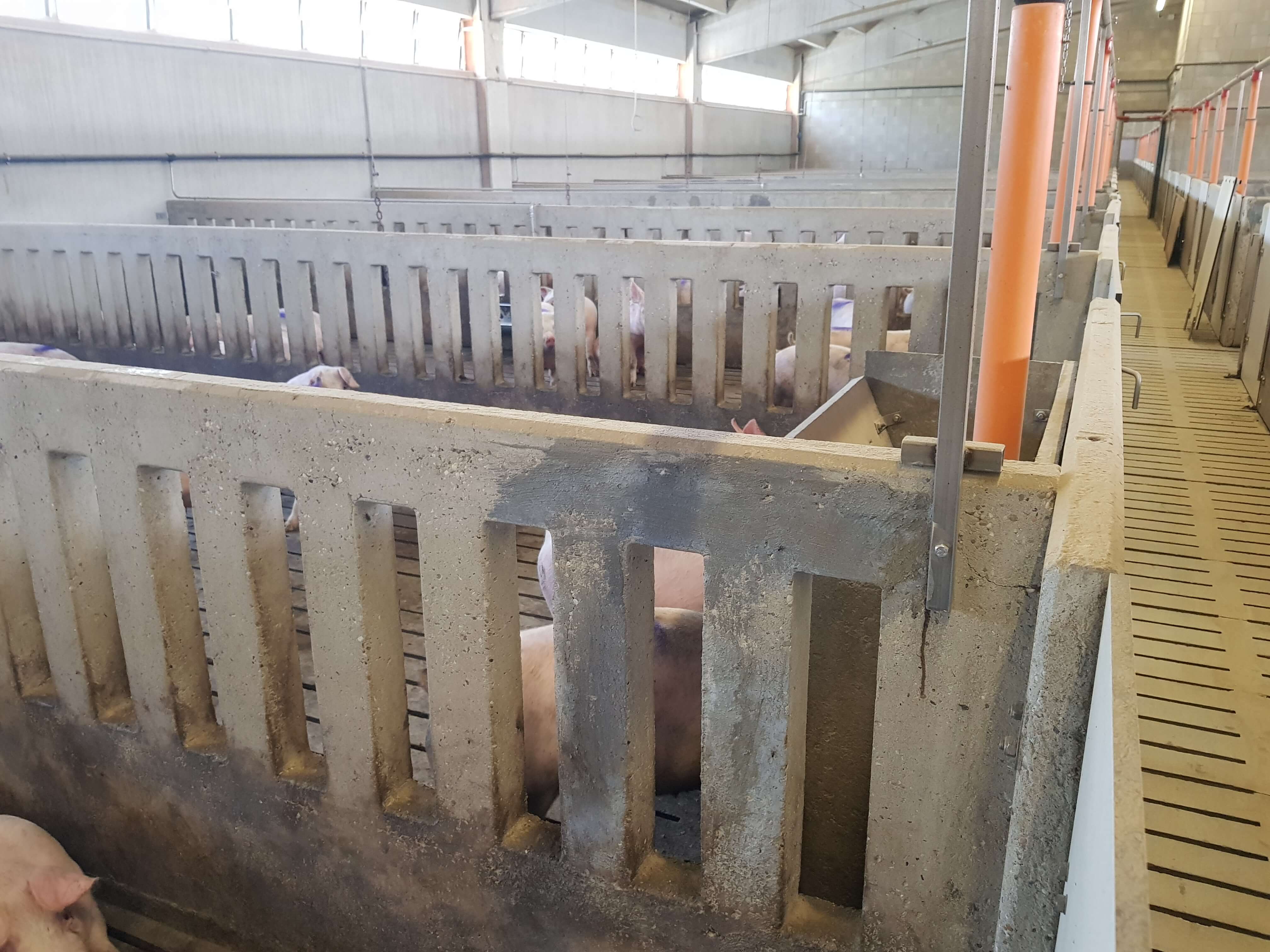 Ecobeton Strutturale utilizzato in una stalla per maiali
